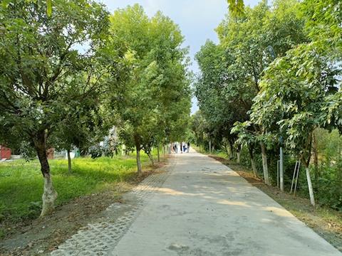 紅嶺村村道寬闊整潔，綠樹成蔭.jpg